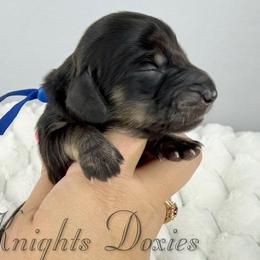 Derek💙 - Black and cream male Dachshund puppy in New Braunfels, Texas from 2 Knights Doxies