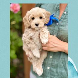Cobbler - Micro Mini - Cream male Goldendoodle puppy in Mapleton, Utah from Natural Doodle Life