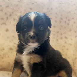 Maverick - Black tri male Miniature Australian Shepherd puppy in Louisville, Mississippi from Kristy’s Kennels