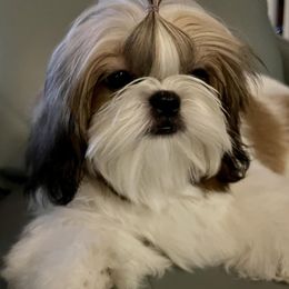 Shih Tzus from Jolisse Shih-Tzu