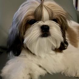 Shih Tzus from Jolisse Shih-Tzu