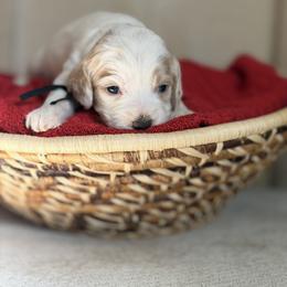 Boudreaux - Buff and white male Cockapoo puppy in Alexandria, Alabama from Bright and Beautiful Cockapoos and Doodles