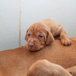 German Shorthaired Pointer and Vizsla Puppies from Nosam Kennels