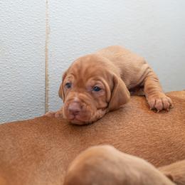 German Shorthaired Pointer and Vizsla Puppies from Nosam Kennels