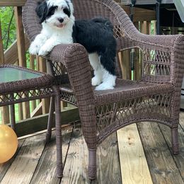 Tibetan Terrier All Grown Up from Kham Ra Tibetans
