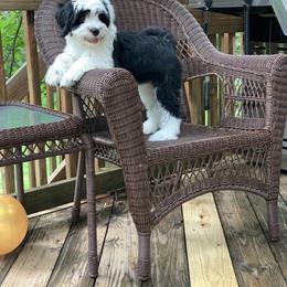 Tibetan Terrier All Grown Up from Kham Ra Tibetans