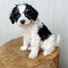 Cava - Black tri-color female Assorted Doodle Crosses puppy in Arlington, Washington from Doodle Love Laugh