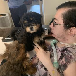 Bernedoodle Puppies from Mini Bernedoodle Babies- Indiana