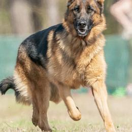 German Shepherds from Ace of Hearts K9’s