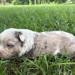 Mowry - Red merle female Miniature Australian Shepherd puppy in Smithville, Arkansas from Cooper Creek Aussies