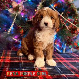 Purple girl - Caramel red female Australian Labradoodle puppy in Rockton, Illinois from Dream Doodles and Cockapoos