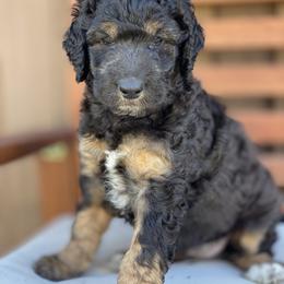Goldendoodle Puppies from Temecula Creek Doodles