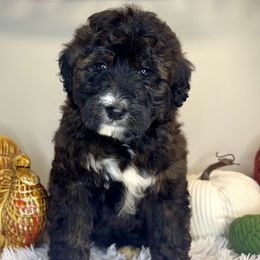 Girl 3 - Tri-color female Bernedoodle puppy in Russiaville, Indiana from Pleasant Creek Minibernedoodles