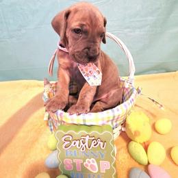 Will - Blue brindle male Great Dane puppy in Bay City, Michigan from Monarch Danes