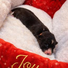 Midnight - American Corgi
