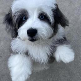 Aussiedoodles and Cockapoos from Lisa’s Curly Puppies