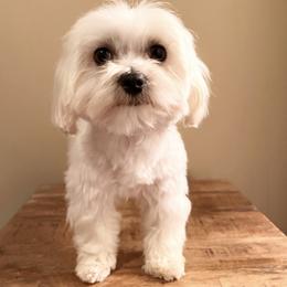 Crown - White male Maltese puppy in Hephzibah ( Richmond County ), Georgia from Healing Pawz LLC
