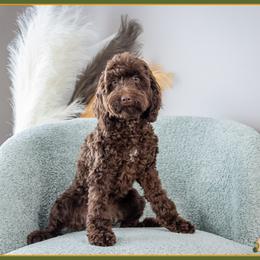 Daisy - Brown female Cockapoo puppy in Connersville, Indiana from Deaz Doodle Ranch