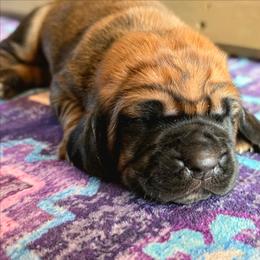 Wartortle - Mahogany and white male Basset Hound puppy in Independence, Kentucky from Lil Shorties Bassets