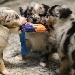 Australian Shepherd, Miniature Australian Shepherd, and Toy Australian Shepherd Puppies from Elmo’s Toy and Miniature Australian Shepherds