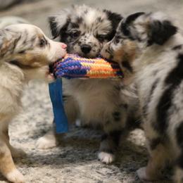 Australian Shepherd, Miniature Australian Shepherd, and Toy Australian Shepherd Puppies from Elmo’s Toy and Miniature Australian Shepherds
