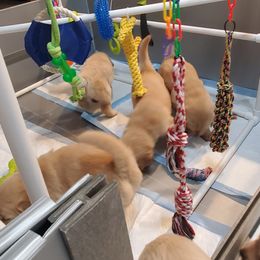 Golden Retriever Puppies from Nutmeg's Golden Puppy Dog