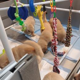 Golden Retriever Puppies from Nutmeg's Golden Puppy Dog