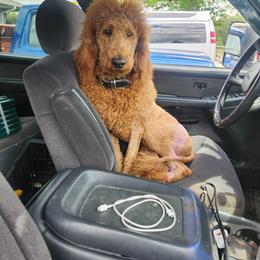 Goldendoodle All Grown Up from Dawnie’s Doodles