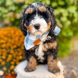 Harvest - Tri-color male Bernedoodle puppy in Ammon, Idaho from Little Stone Bernedoodles