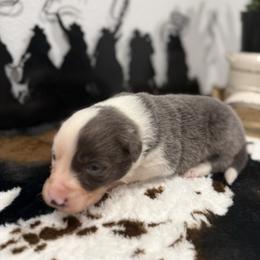 Lincoln - White and blue male Border Collie puppy in Washburn, Missouri from BS Farms
