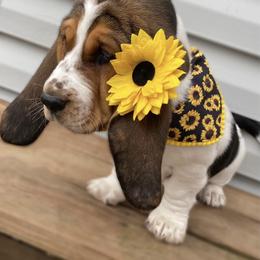 Basset Hound Puppies from Blessed Bassets