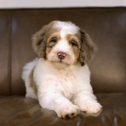 Nickel - Brown and white male Bernedoodle puppy in Queen Creek, Arizona from Dulcito Doodles