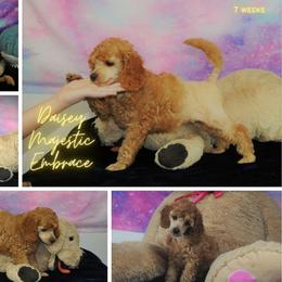 Poodle Puppies from Moyen Majestic Embrace