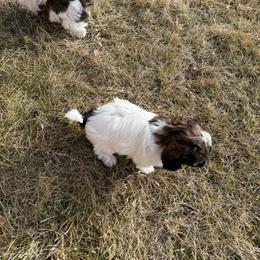 Shihpoo and Shih Tzu Puppies from Goracke Family