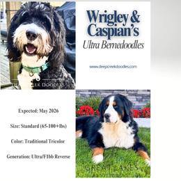 Bernedoodle puppies from Deep Creek Doodles