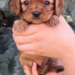 Amber - Ruby female Cavalier King Charles Spaniel puppy in Caldwell, Idaho from Treasure Valley Poodles