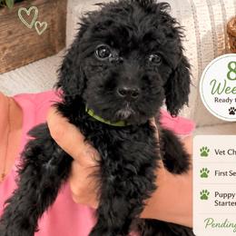 1200.00 Tiny Olive: Light Green Collar - Black female Goldendoodle puppy in Raceland, Louisiana from Cajun Doodles