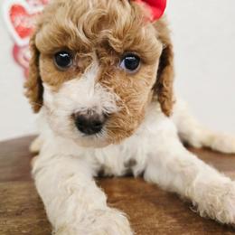 Tessa - Blenheim female Cavapoo puppy in Roseville, California from Heavenly Goldendoodles