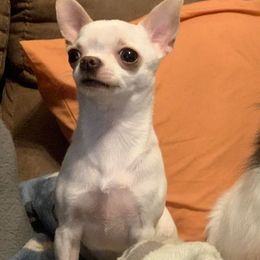 Chihuahuas from Quest Chihuahuas