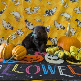 Green male - Sable male German Shepherd puppy in Springfield, Ohio from Freeze Farms