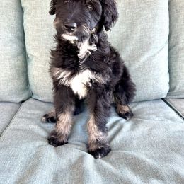 Aussiedoodle Puppies from A Dose Of Doodle