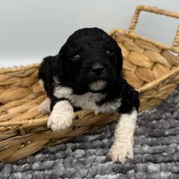 Dorothy - Parti female Poodle puppy in Greeneville, Tennessee from Smokey Mountain Sheepadoodles