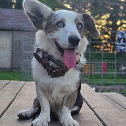 Sioux - Brindle merle and white female Cardigan Welsh Corgi puppy in Plymouth, Iowa from Savages Low riders