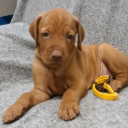 Lily Boy 3 - Golden rust male Vizsla puppy in Ganado, Texas from Roz Vizslas