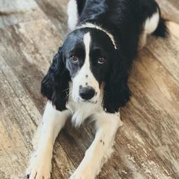 Maki - English Springer Spaniel