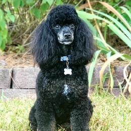 Skye - Poodle
