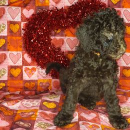 Aussiedoodle and Poodle Puppies from Waterford Doodle Farm