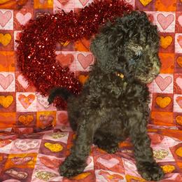 Aussiedoodle and Poodle Puppies from Waterford Doodle Farm