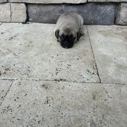 Girl 1 - Fawn female Pug puppy in Brooksville, Florida from Windsorsprings