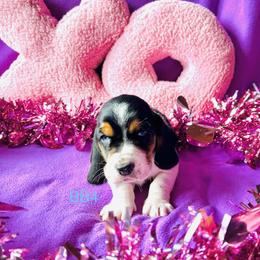 BB4 - Black brown and white male Basset Hound puppy in Britton, South Dakota from K&S Canines